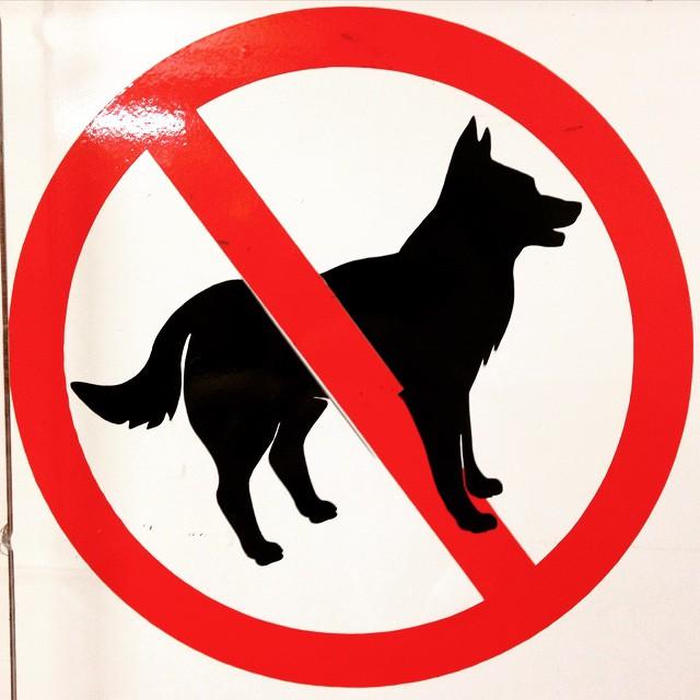 Можно ходить с собаками в магазин. Запрещенные собаки. Знак с собаками вход запрещен. Табличка с собакой запрещено. Что нельзя собакам.
