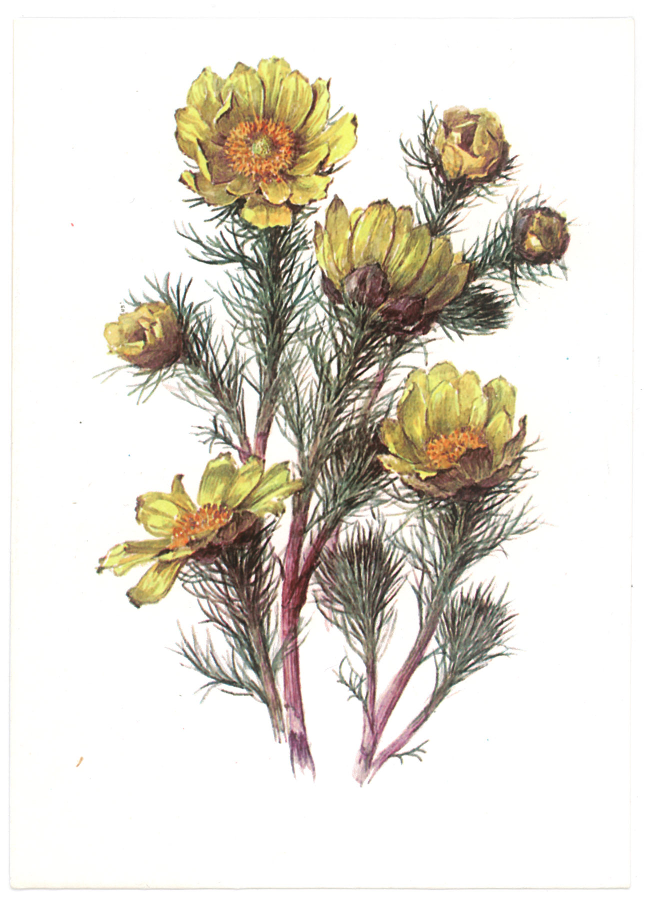 Горицвет весенний (Adonis vernalis)