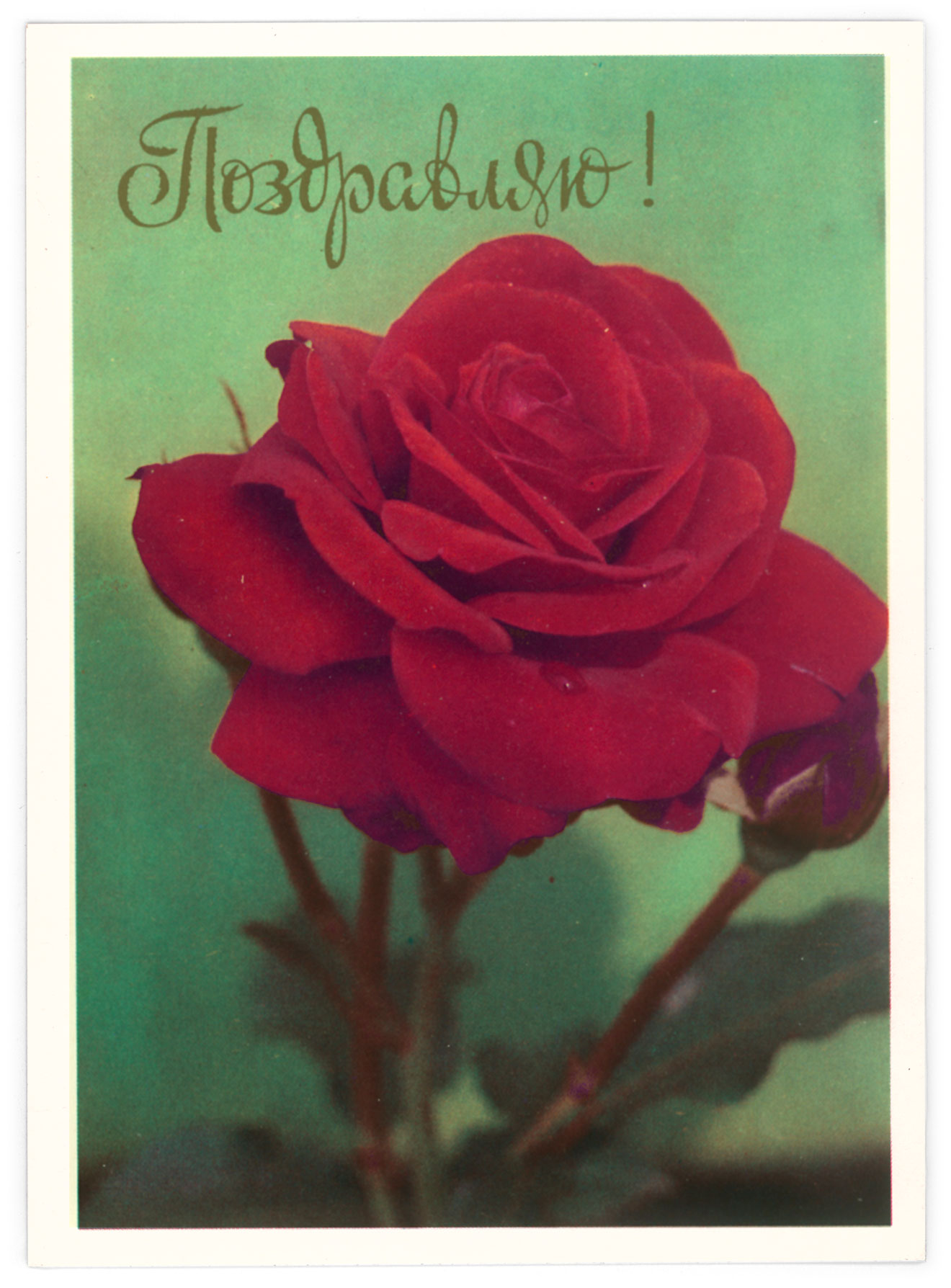 Розочки ссср. Советские розы. Советские открытки с розами. Советские открытки розы с письмом.
