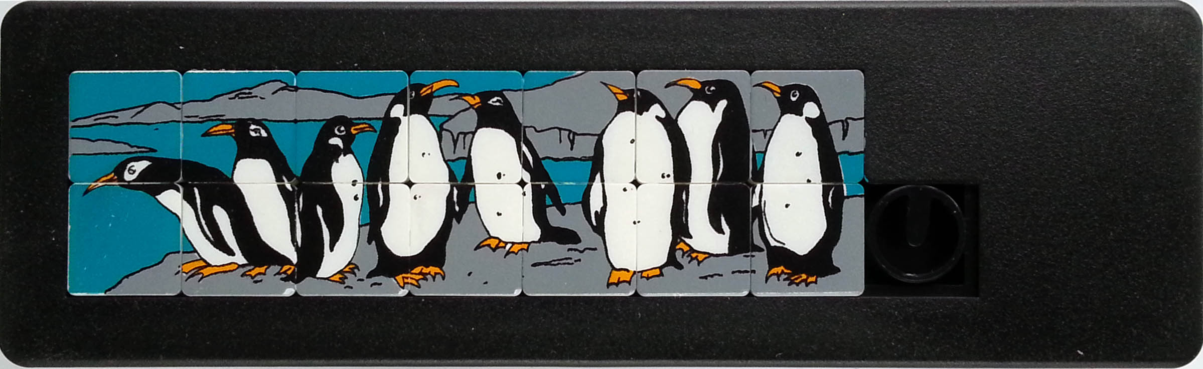 Три пингвина завтра. Разновидности пингвинов. Пингвины трэш. Пингвиний треш 2. Обложка на альбом с пингвинами.