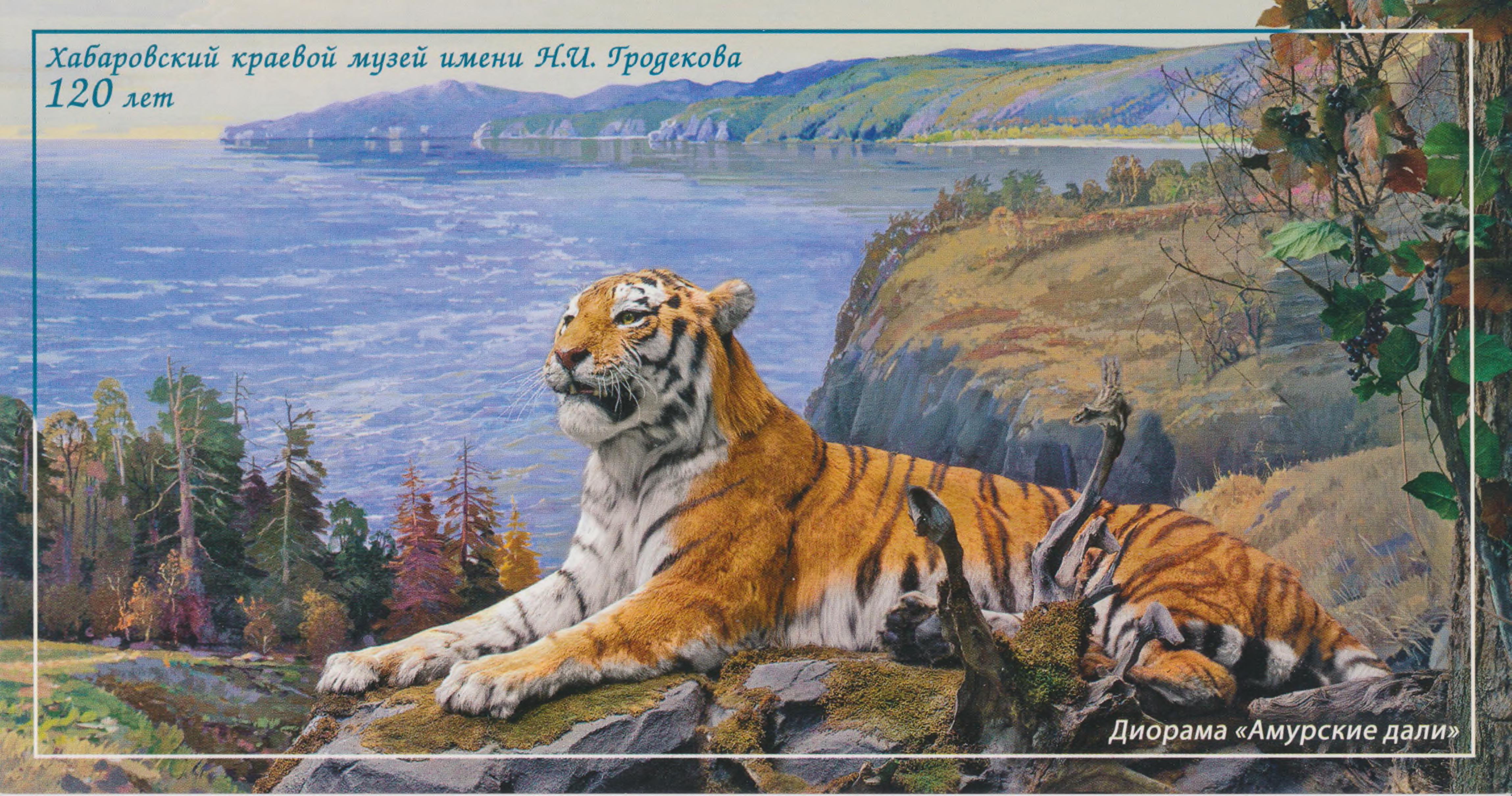 Амурский тигр открытка